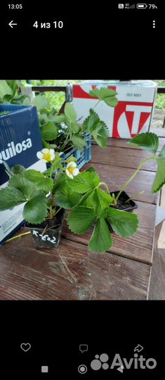 Рассада клубники