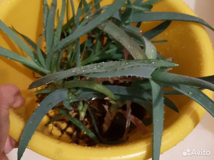 Алоэ ростки