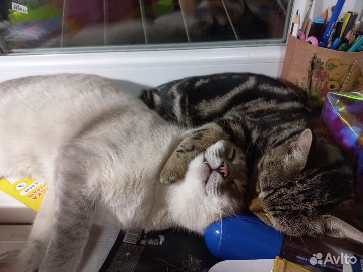 Вязка Охус-Азулеса