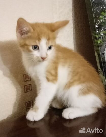 Котенок в дар