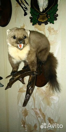 Изготовлю чучела зверей(таксидермия)