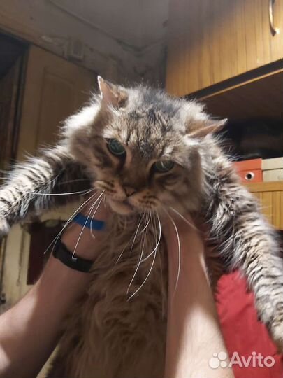 Отдам кота бесплатно