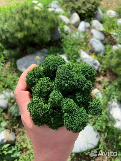 Эко-декор: стабилизированный мох, Тёмно-зелёный