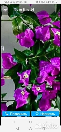 Бугенвиллия