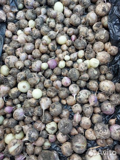 Чеснок для посадки/ рокамболь