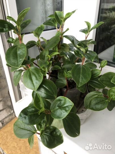 Пеперомия туполистная