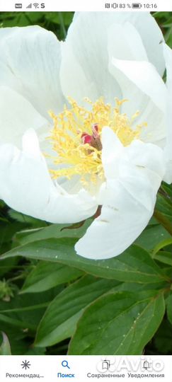 Марьин корень