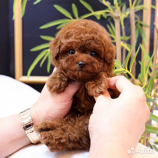 Той-пудель teacup из Кореи