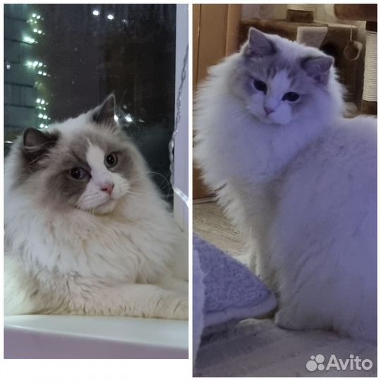 Котята рэгдолл с документами, в разведение