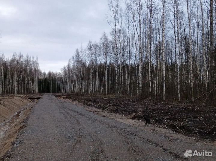 Лес кругляк береза