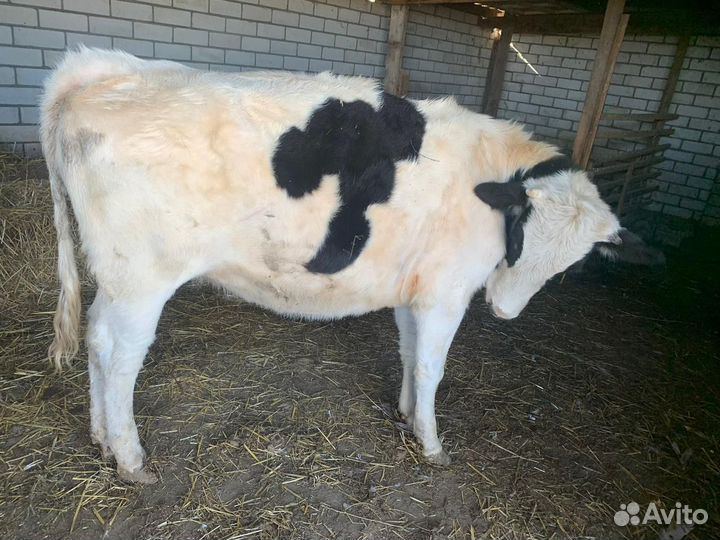 Телка бычок телята