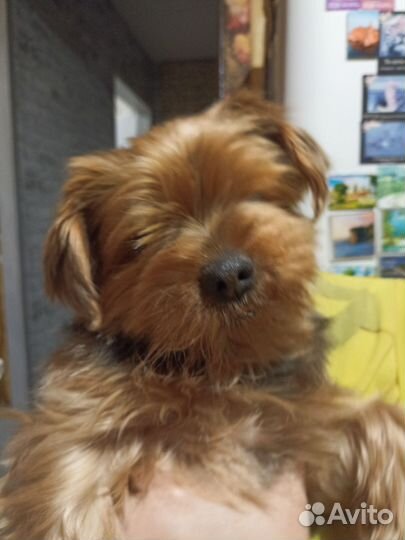 Вязка собак йорк