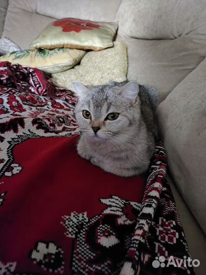 Британская шиншилла