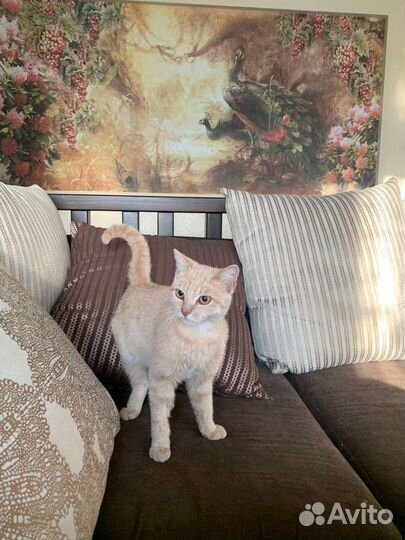 Котик 7 мес кастрирован