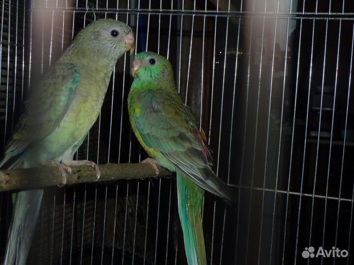 Птенцы певчих попугаев