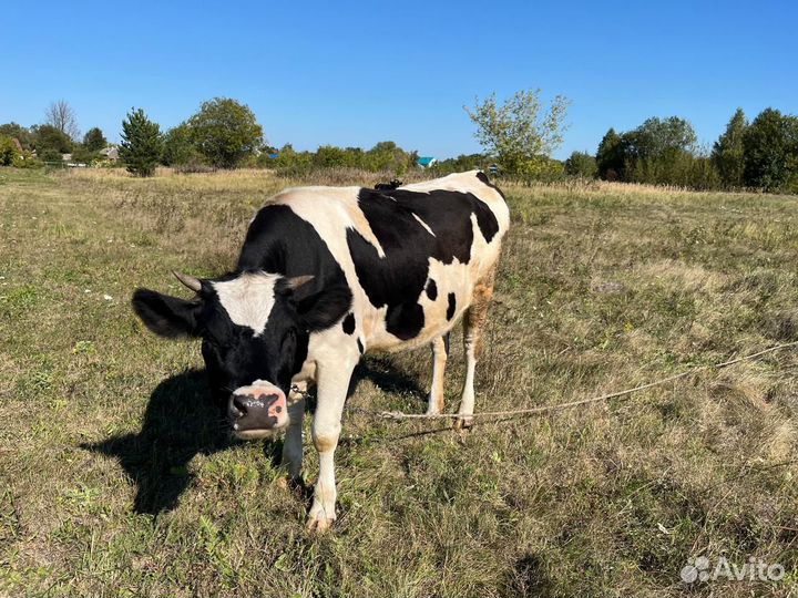 Стельная телка