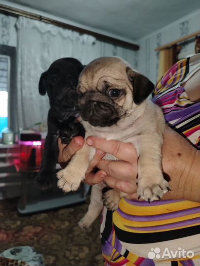 Щенки мопса