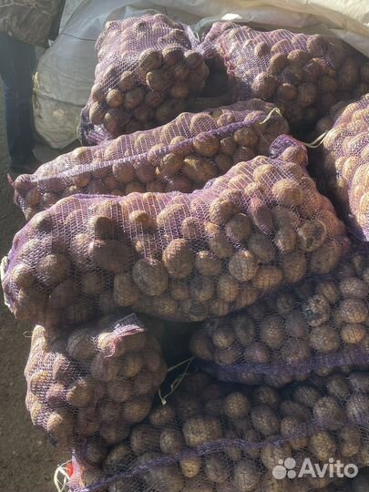 Продаю картофель оптом