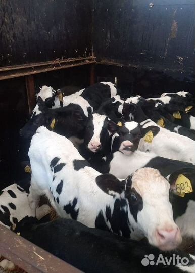 Телята бычки