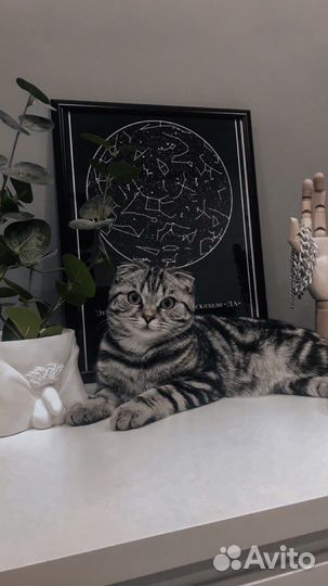 Нужен кот для вязки