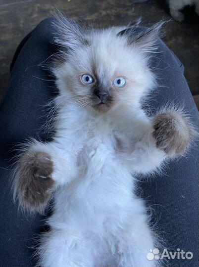 Котята невской маскарадной