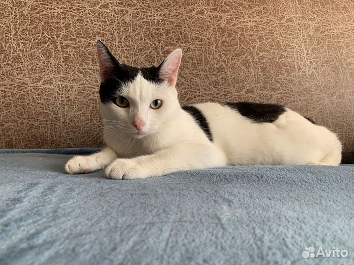 Отдам кота в добрые руки