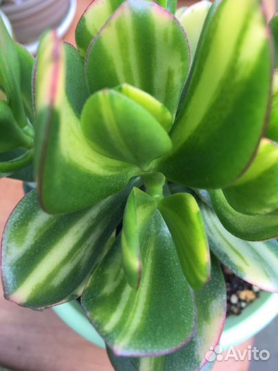 Крассула Солано. Черенки