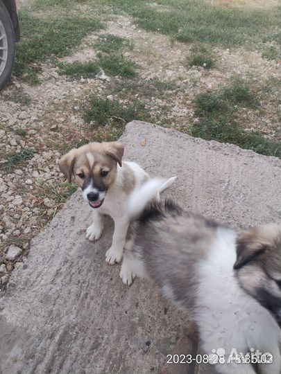 Щенок в добрые руки бесплатно