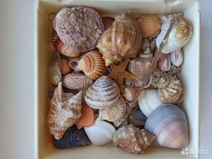 Морские ракушки