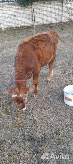 Тёлочка и бычек