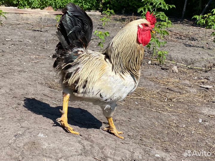 Петух, куры несушки, цыплята 3 месяца