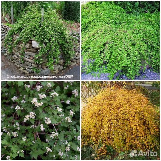 Живучка Сирень карликовая Стефанандра