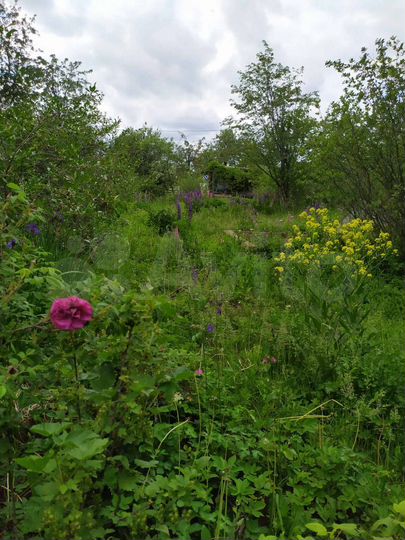 Участок 5,9 сот. (СНТ, ДНП)