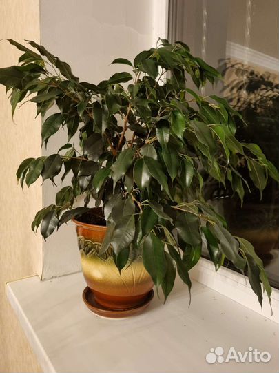 Фикус Бенджамина Даниэль