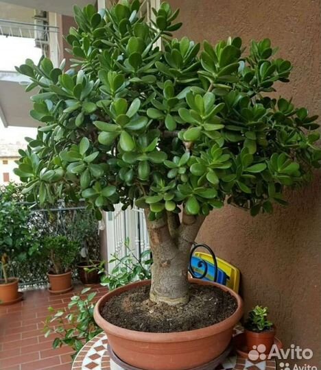 Денежное дерево