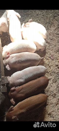 Поросята, свиноматка