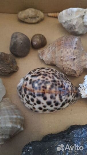 Натуральные камни и морские ракушки