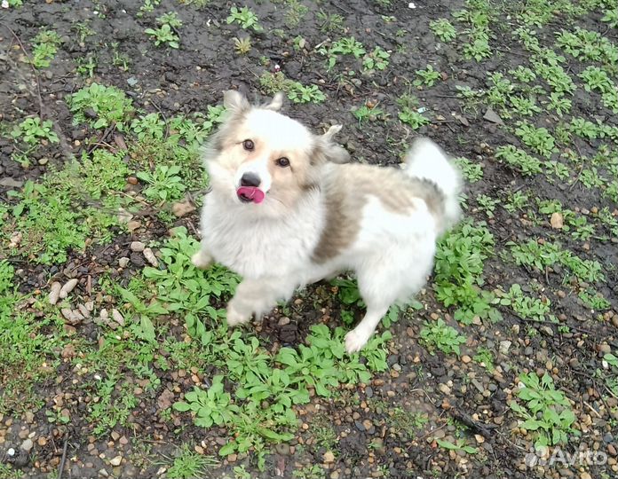 Собаки бесплатно в добрые руки