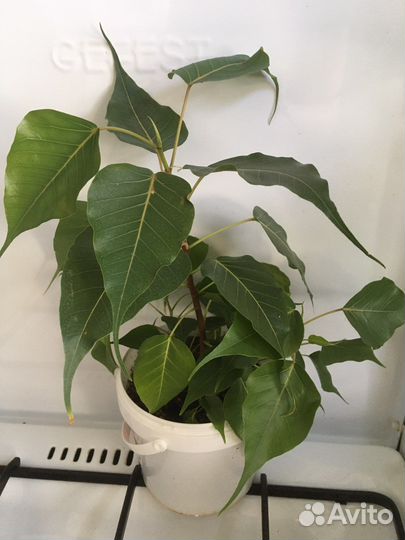 Фикусы