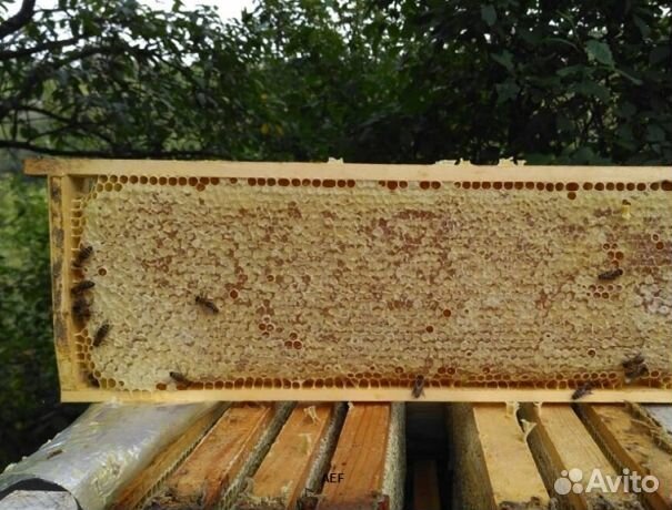 Мед 24 года из Алтая опт