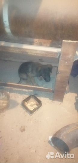 Собака в добрые руки отдам бесплатно