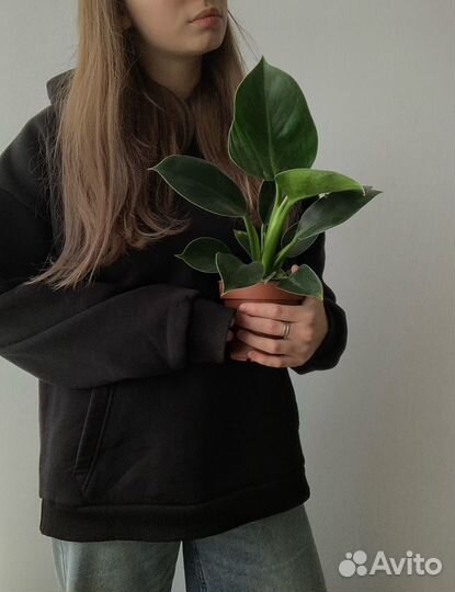 Филодендрон грин принцесс