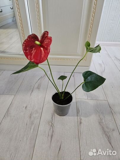 Антуриум Red Queen