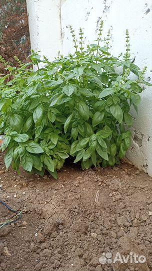 Семена базилика