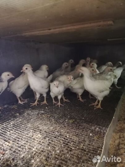 Цыплята 2 месяца
