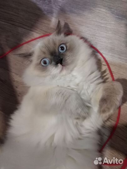 Гималайская кошка