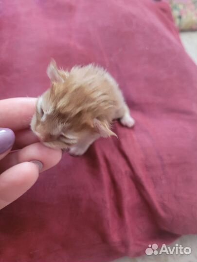 Котята Мейн Кун