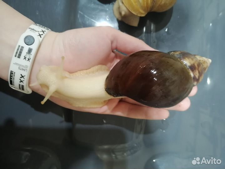 Улитки ахатины поштучно