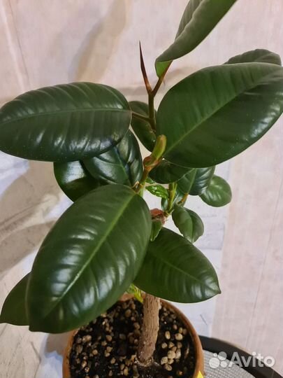 Фикус каучуконосный