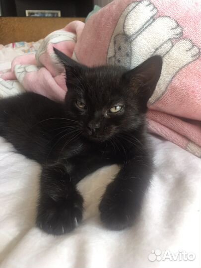 Котенок